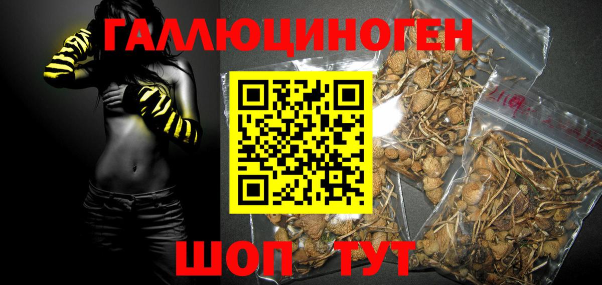 Псилоцибиновые грибы Cubensis Бердск